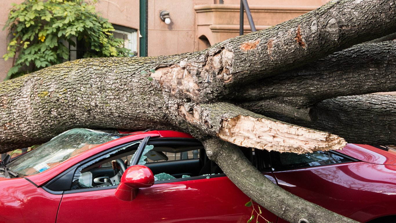 В Харькове дерево из-за сильного ветра упало на две машины - подробности