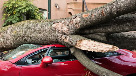 Дерево упало на несколько авто в Харькове. Кадры с места происшествия - 285x160