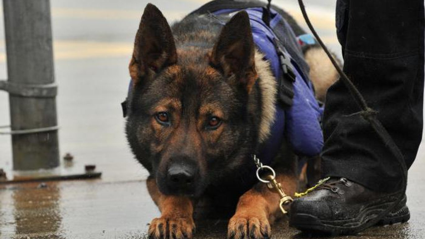 У Харкові поліцейські з собаками шукають злодіїв - подробиці