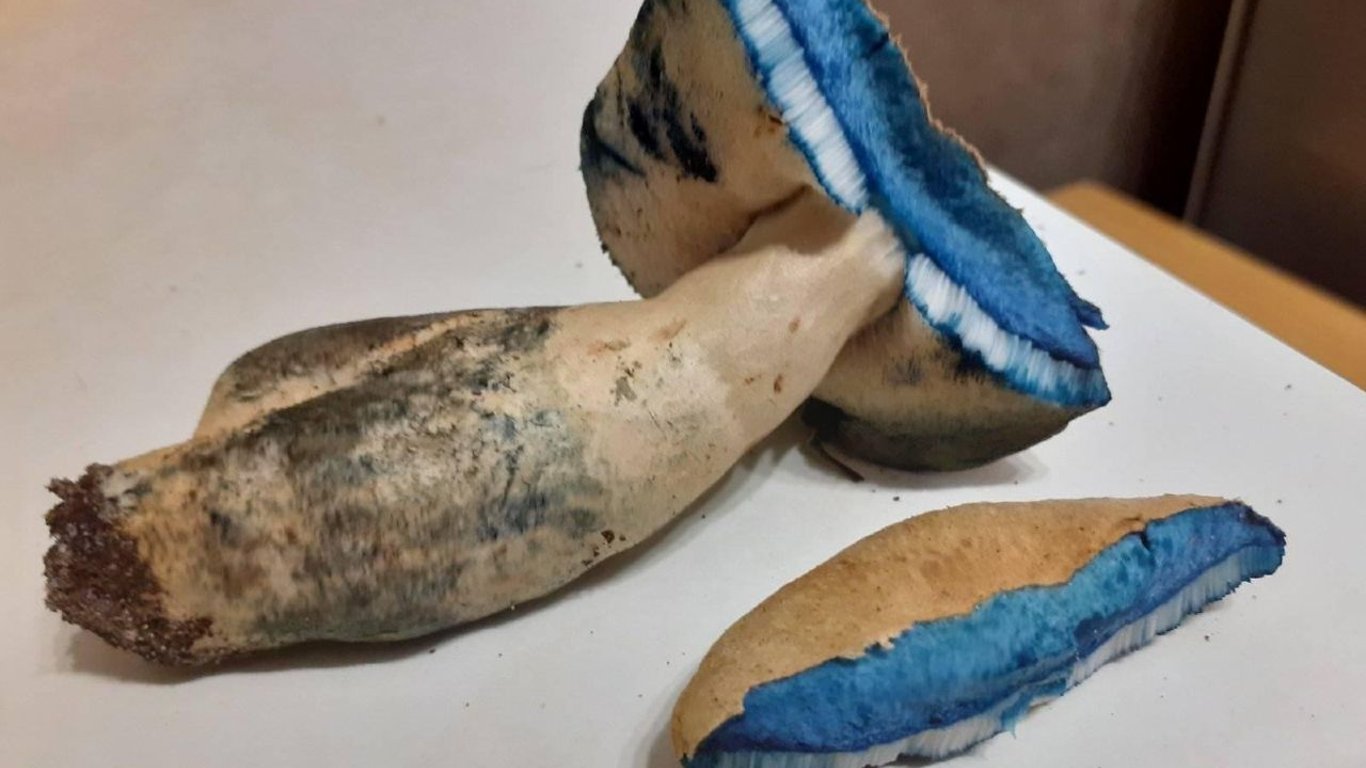 Киеве мужчина нашел гриб необычного цвета - что известно