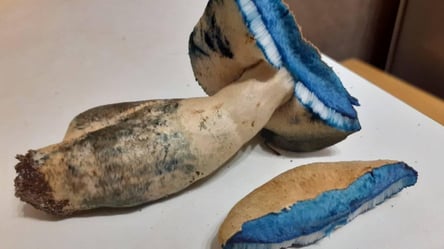 Киянин знайшов унікальний гриб синього кольору - 285x160