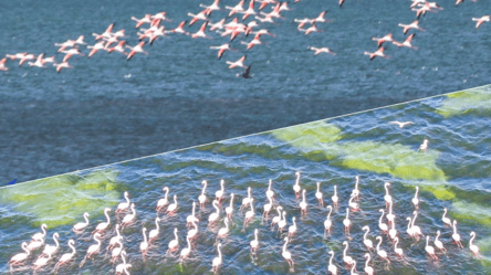 В национальный парк в Одесской области вернулись розовые фламинго. Яркие фото - 285x160