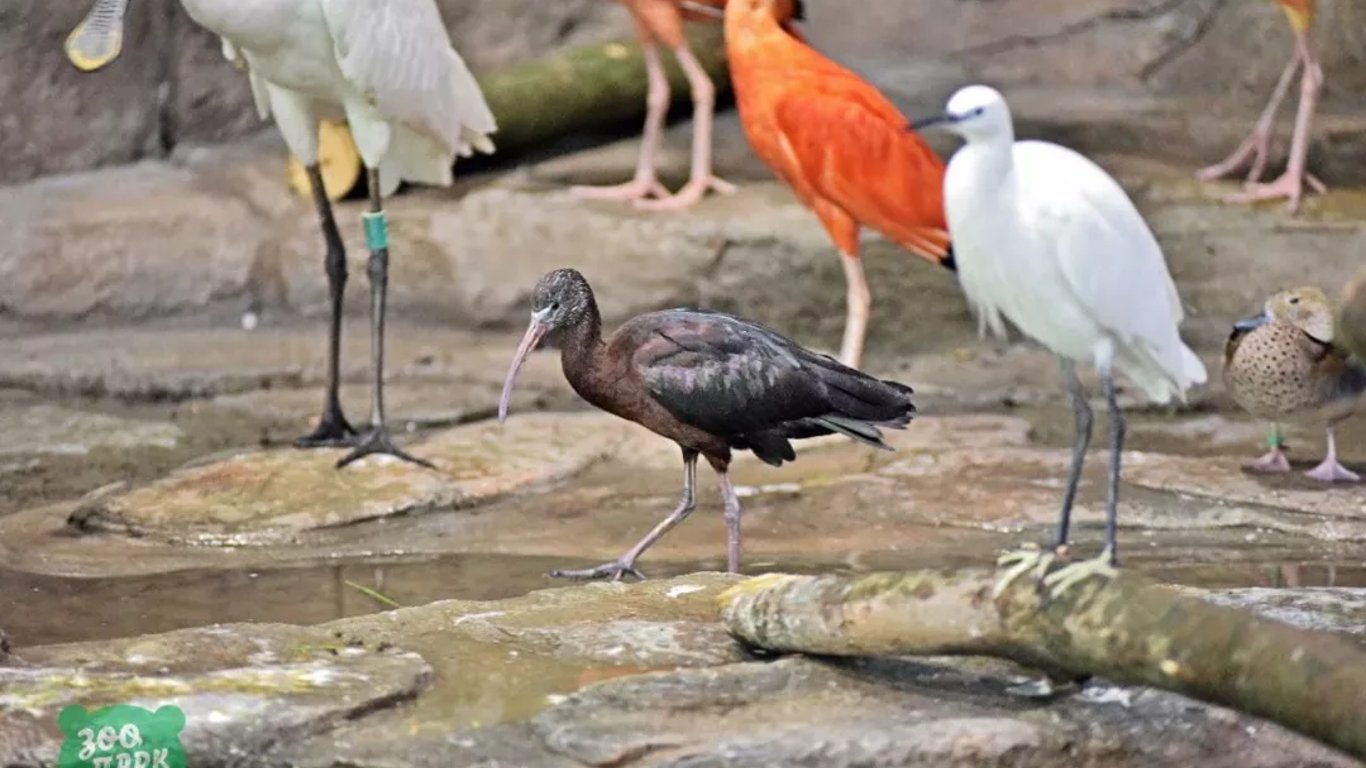 В Киевском зоопарке открыли новый зимний павильон для птиц - что известно