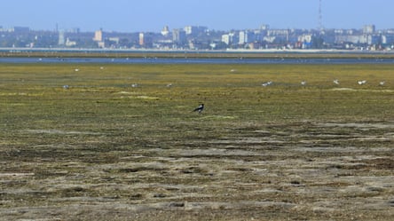 В Бердянском заливе исчезло море. Фото - 285x160