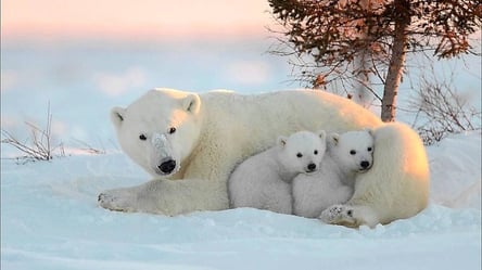 Белые медведи оказались под угрозой вымирания: из-за чего - 285x160