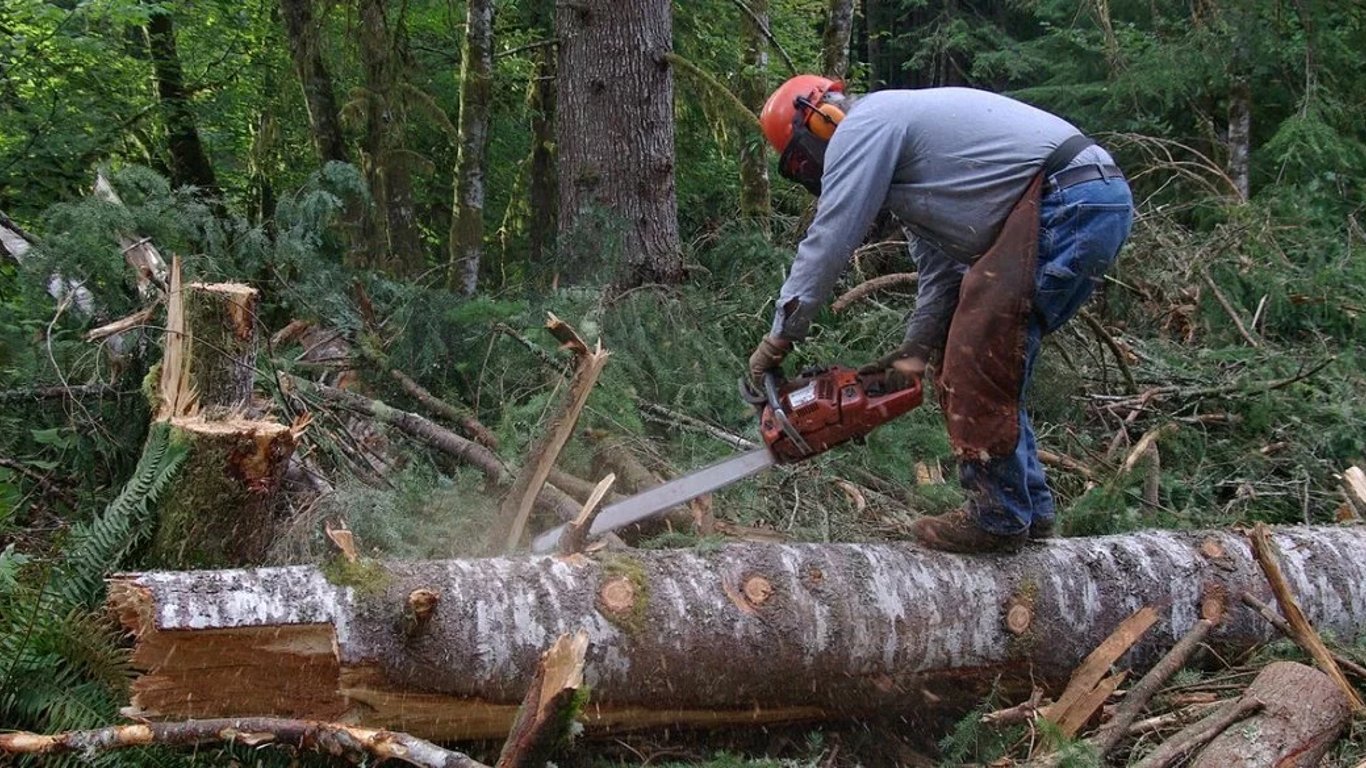 В Одесской области за незаконную вырубку деревьев будут судить экслесничего