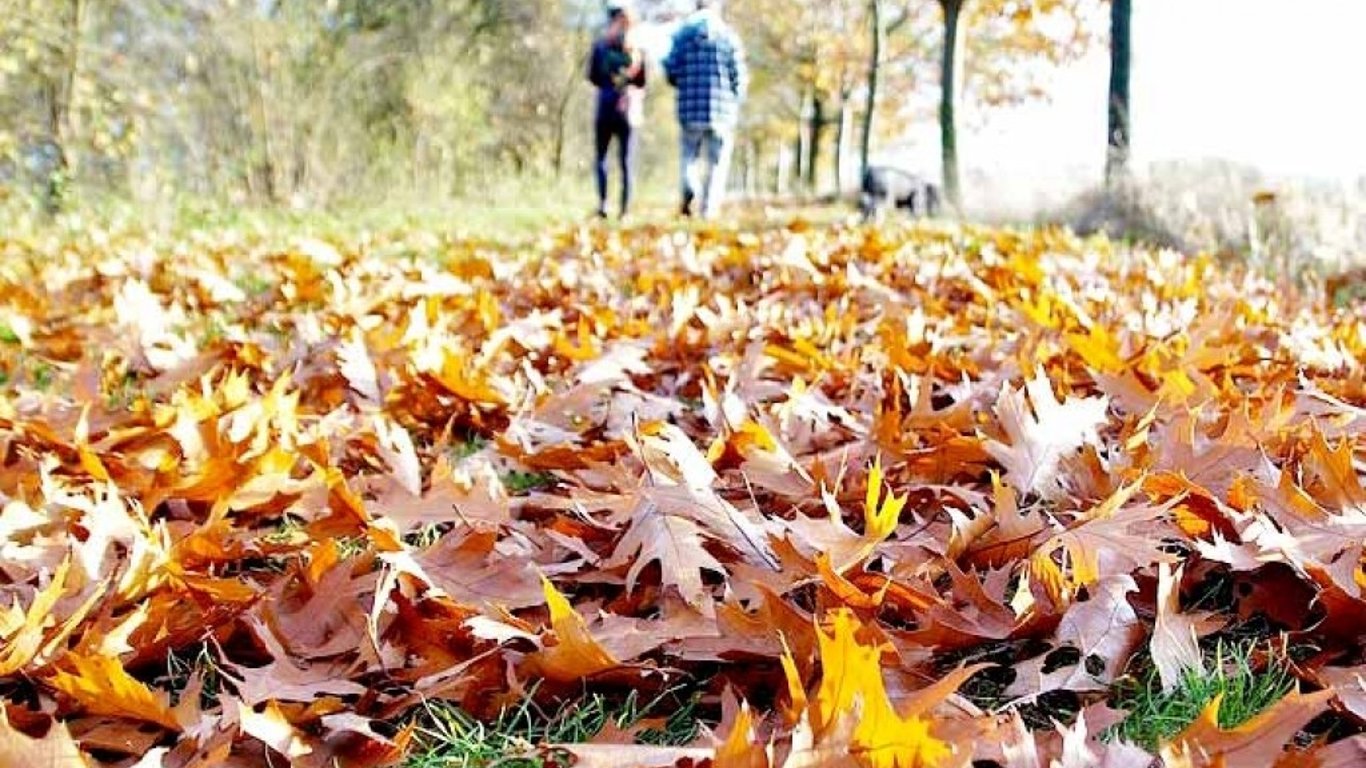 Опавшие листья в Святошинском районе будут перерабатывать червяки