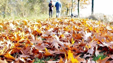 Опале листя в Києві перероблятимуть хробаки - 285x160
