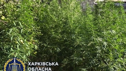 500 кущів коноплі у дворі: у Харкові затримали незвичайного "садівника" - 285x160
