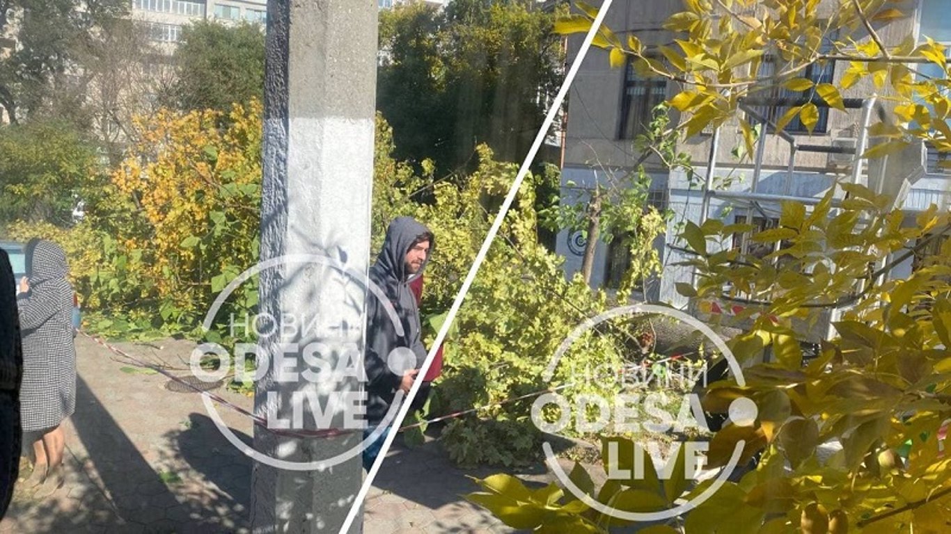 В Одессе падают деревья и отлетают вывески