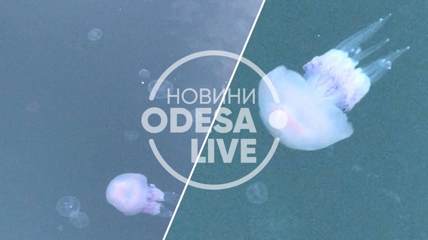 Нашестя медуз в Одесі - вони окупували Морвокзал