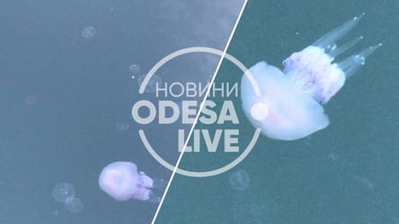 Целые стаи у порта: в Одессе нашествие медуз. Фото, видео - 285x160