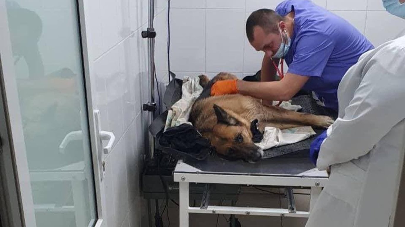 Тварина не могла рухатися: водій та патрульні врятували знайденого на дорозі пораненого собаку. Фото