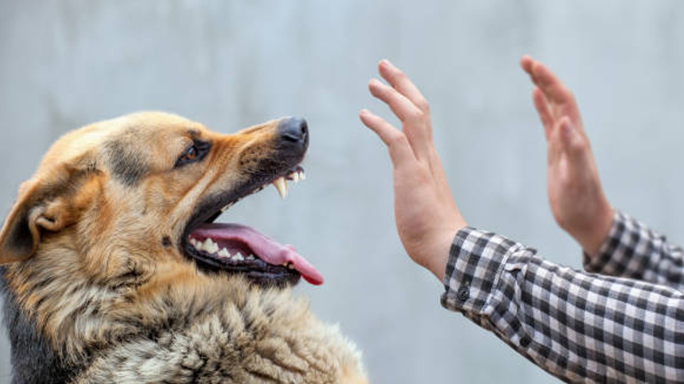Нападение собаки в Харькове - у владелицы конфискуют животное