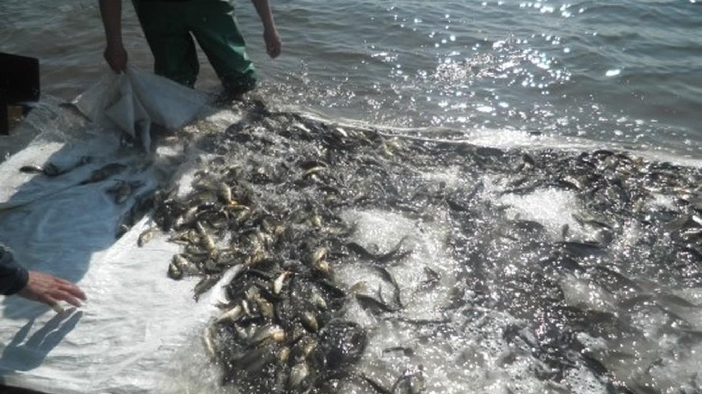 Риба в Дніпрі - випущені короп і щука - відео