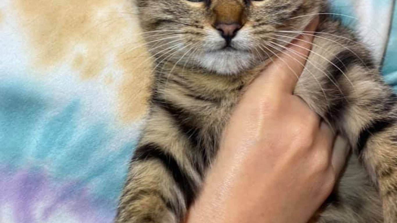 Зоозахисники Києва - волонтери врятували кошеня