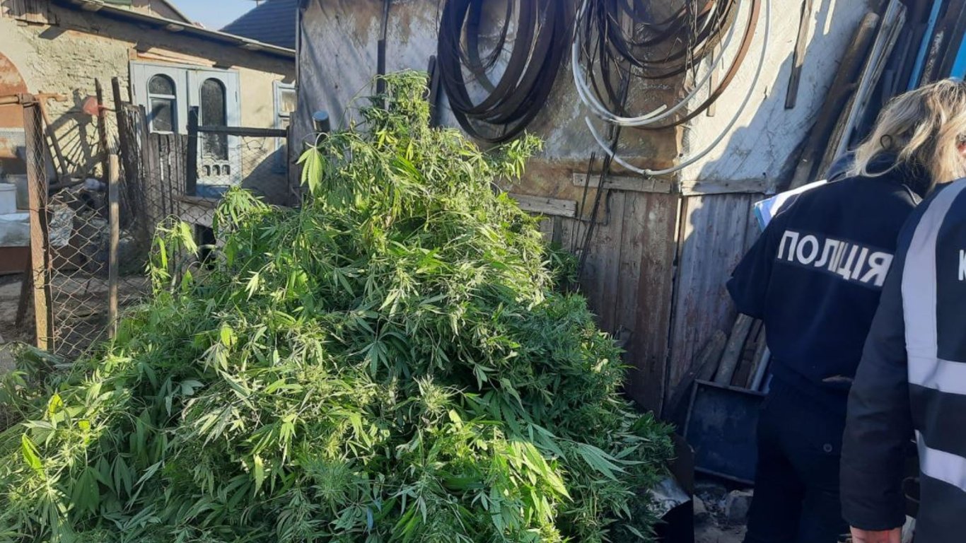 В Одеській області чоловіка знайшли понад 100 кущів марихуани