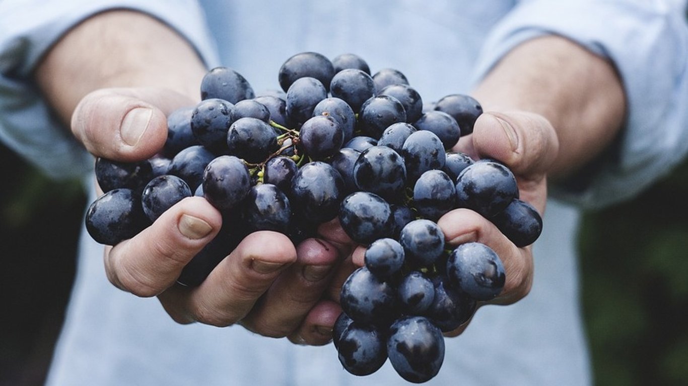 Поганий врожай винограду на Одещині - що відомо