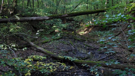 У Лісопарку Харкова через прорив каналізації фекалії потрапляють у водойми міста - 285x160