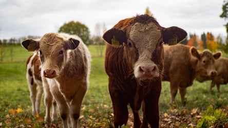 Фермерам Львовщины выплатили 9,6 миллионов гривен на содержание коров: кто именно получил средства - 285x160