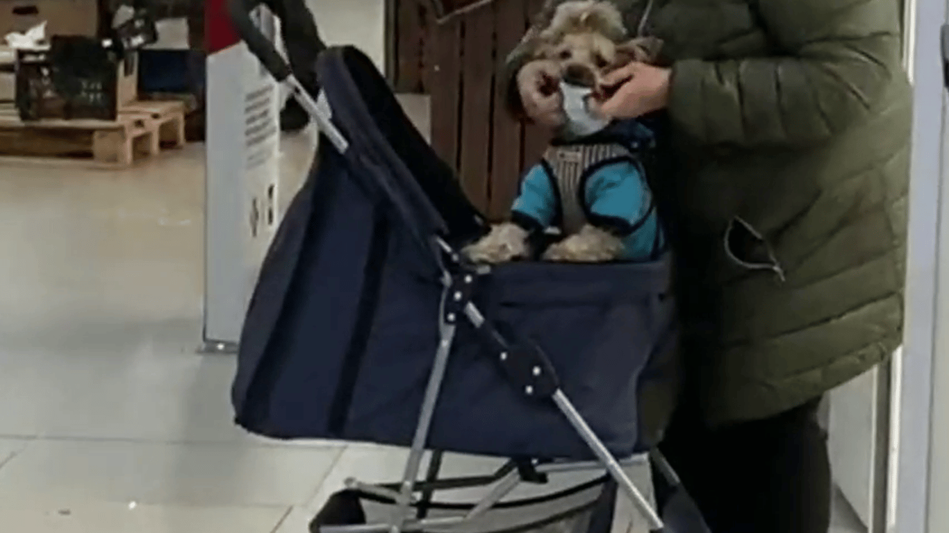 Киевлянка в магазине надела маску на свою собаку - видео