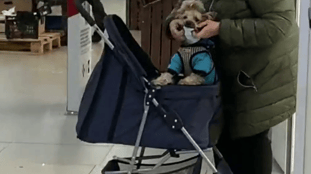 Киевлянка в магазине надела маску на свою собаку. Видео - 285x160