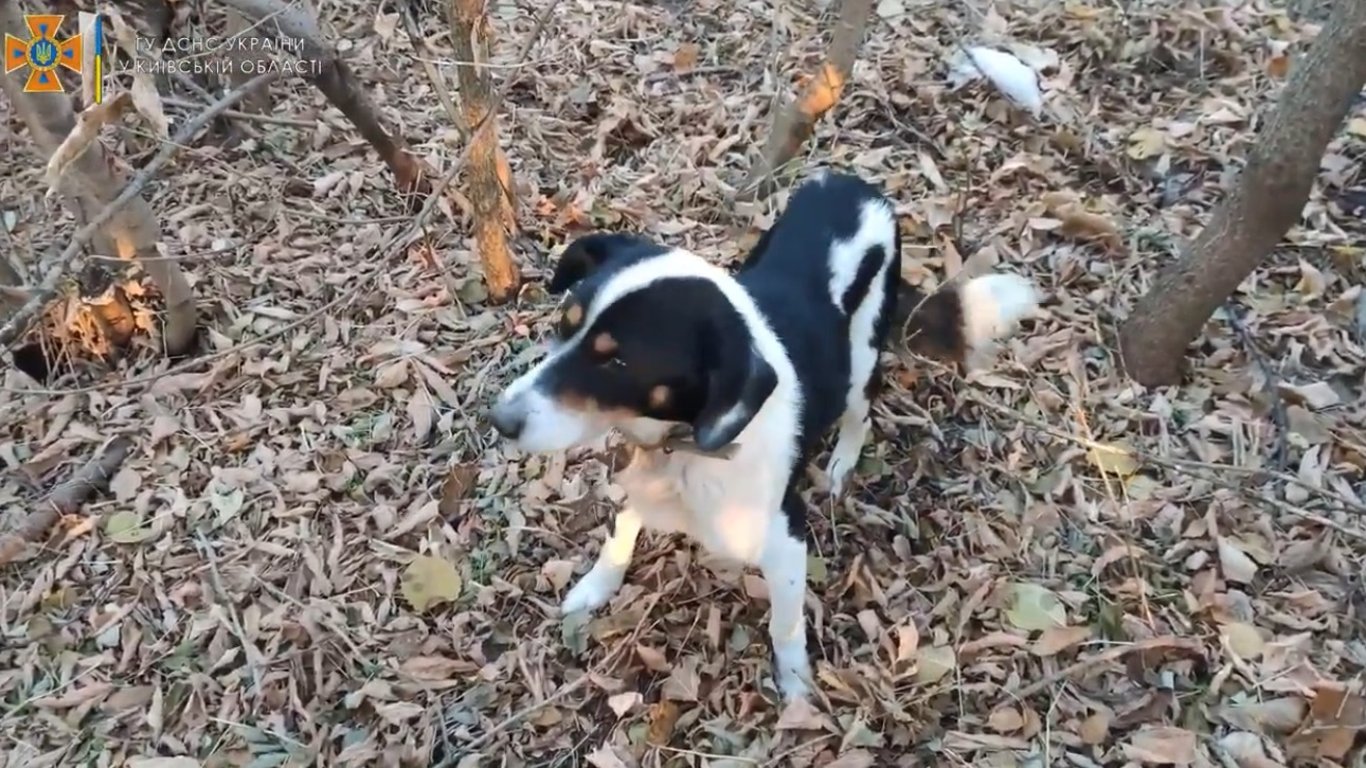 Под Киевом спасли веселую собаку - видео