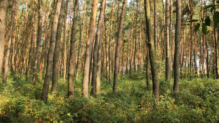 Еще один парк на Львовщине получит статус природно-заповедного фонда - 285x160