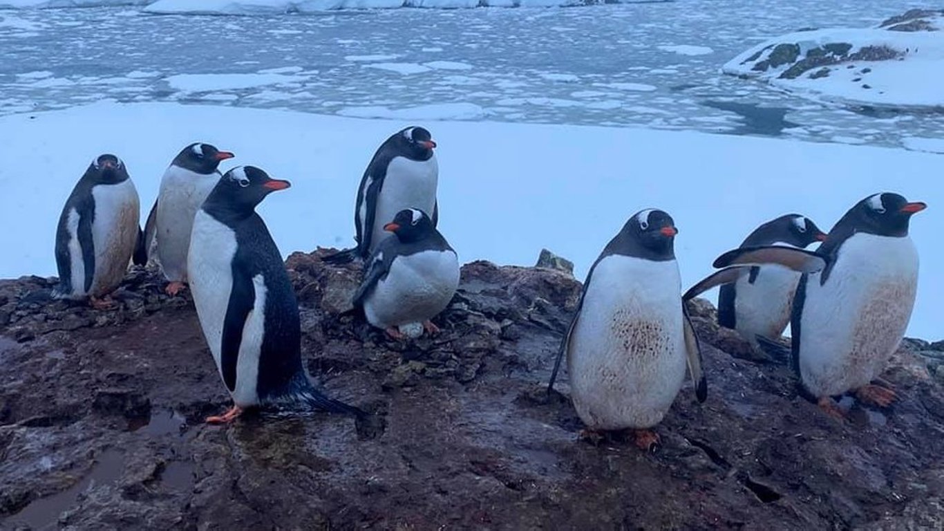 Пингвины отложили первые яйца вблизи станции “Академик Вернадский”