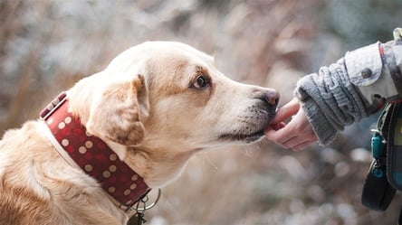 В Одеській області шкуродер нагодував собаку отрутою: тварина померла. Відео - 285x160