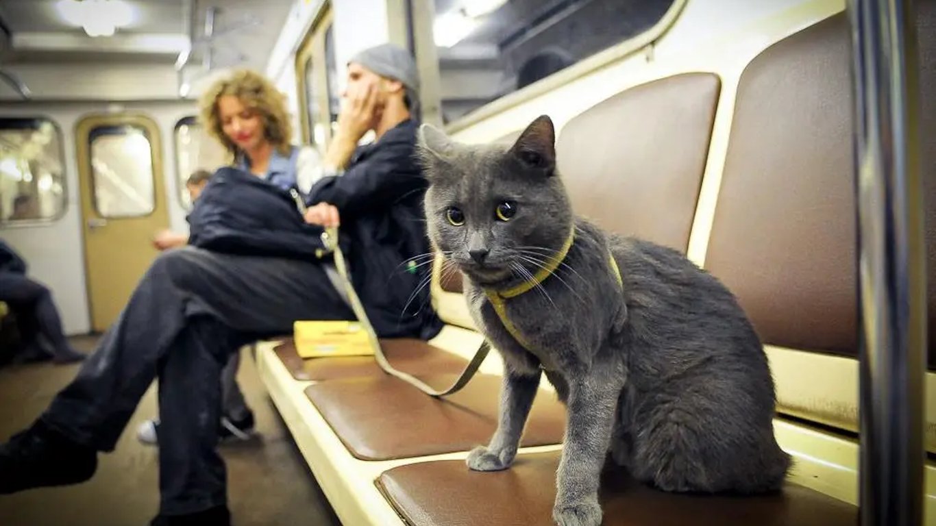 Як перевозити тварин у громадському транспорті - правила