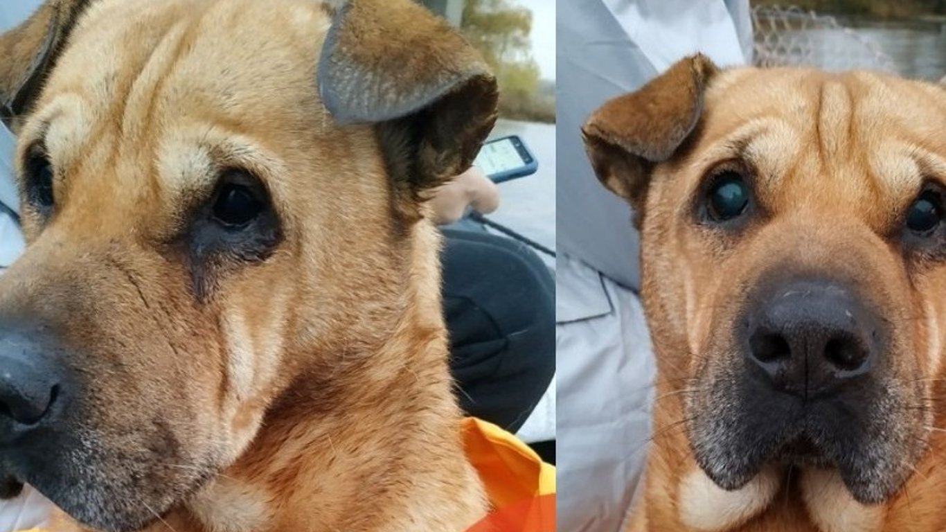 Чудо сталося – знайшовся господар пса якого виловили з Дніпра - видео
