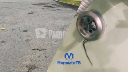 И на улицах, и в квартирах: в Ровно змеи напугали жильцов. Видео - 285x160