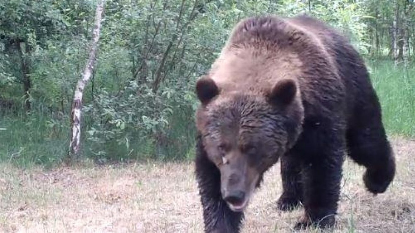 Чернобыльская зона - медведь-гигант переломал оленя - Новости Киева и области
