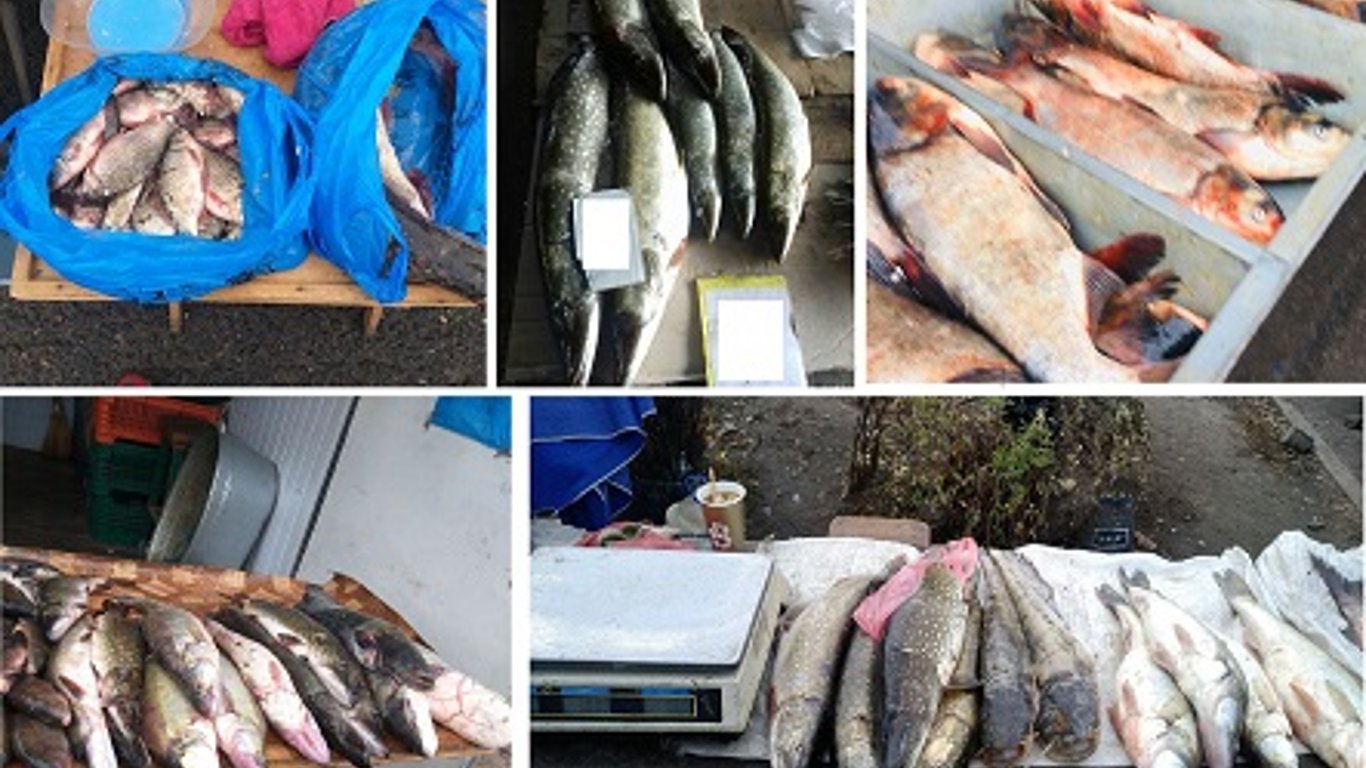 На Харьковщине на рынках нашли множество нарушений при торговле рыбой
