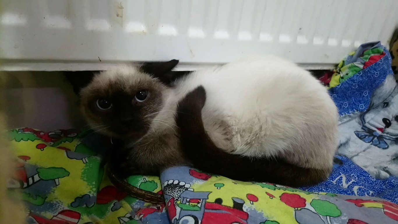Харьковский приют для животных запустил онлайн-трансляцию жизни котов