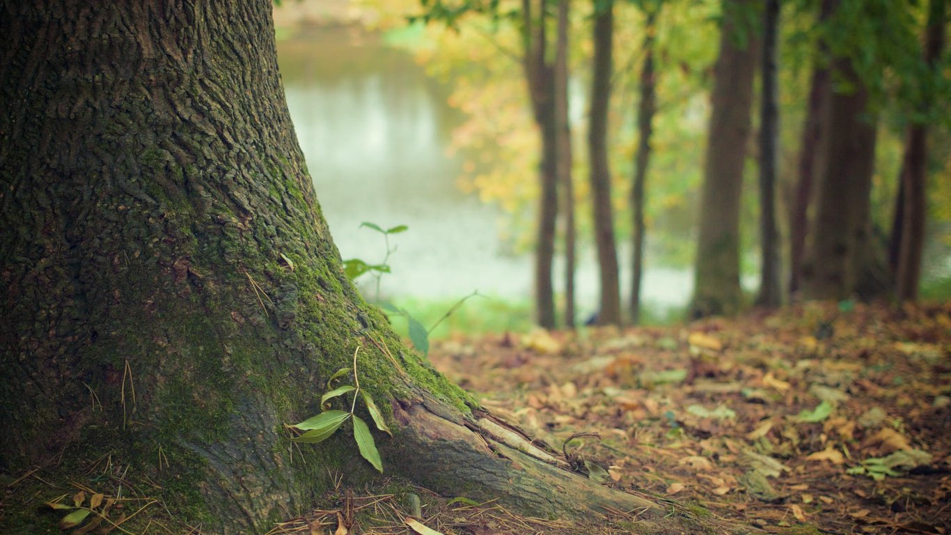 Вырубка леса во Львовской области - как выросли объемы лесозаготовок в регионе