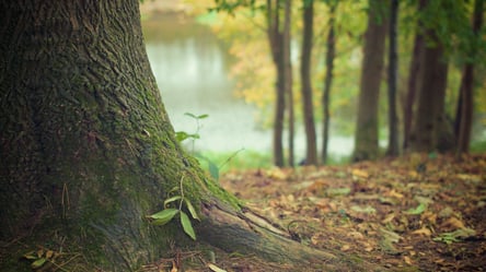 На Львовщине почти на 20% выросли объемы лесозаготовок: как это объясняют лесники - 285x160