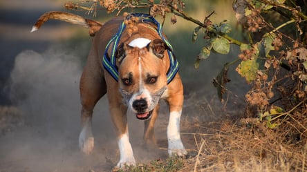 Кабмин утвердил перечень опасных пород собак: попавших - 285x160