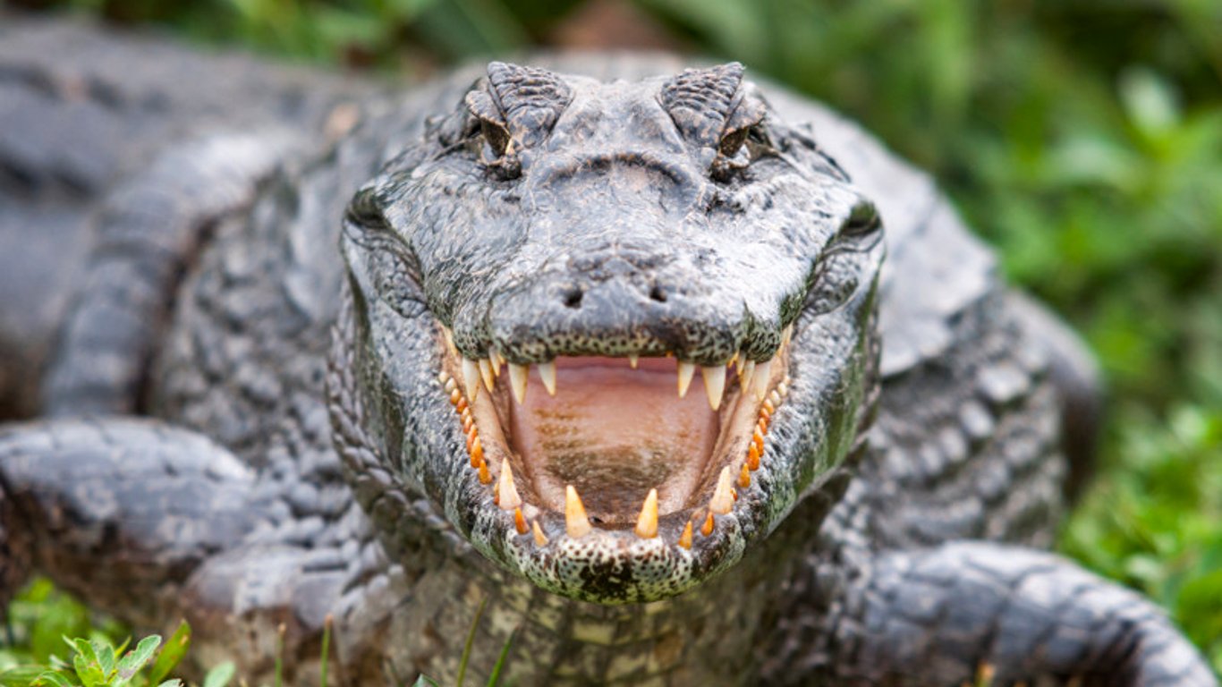 Крокодил на улице - собака нашла рептилию у дороги - Новости Киева