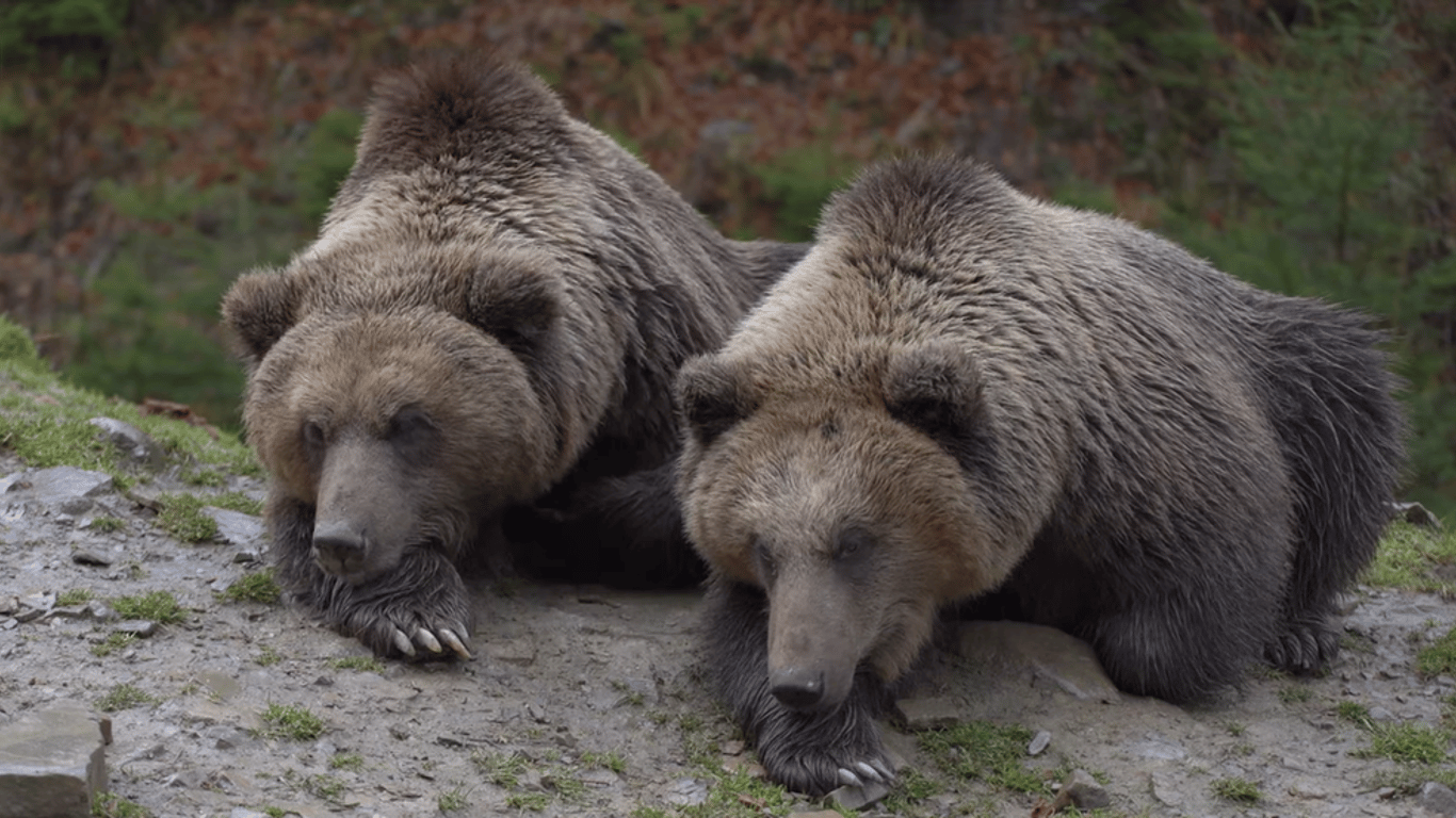 Як на Закарпатті лікують ведмедів від стресу. Відео