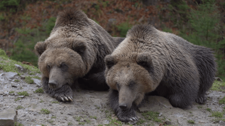 Животное около года даже в лес не может зайти: как на Закарпатье лечат медведей от стресса. Видео - 285x160