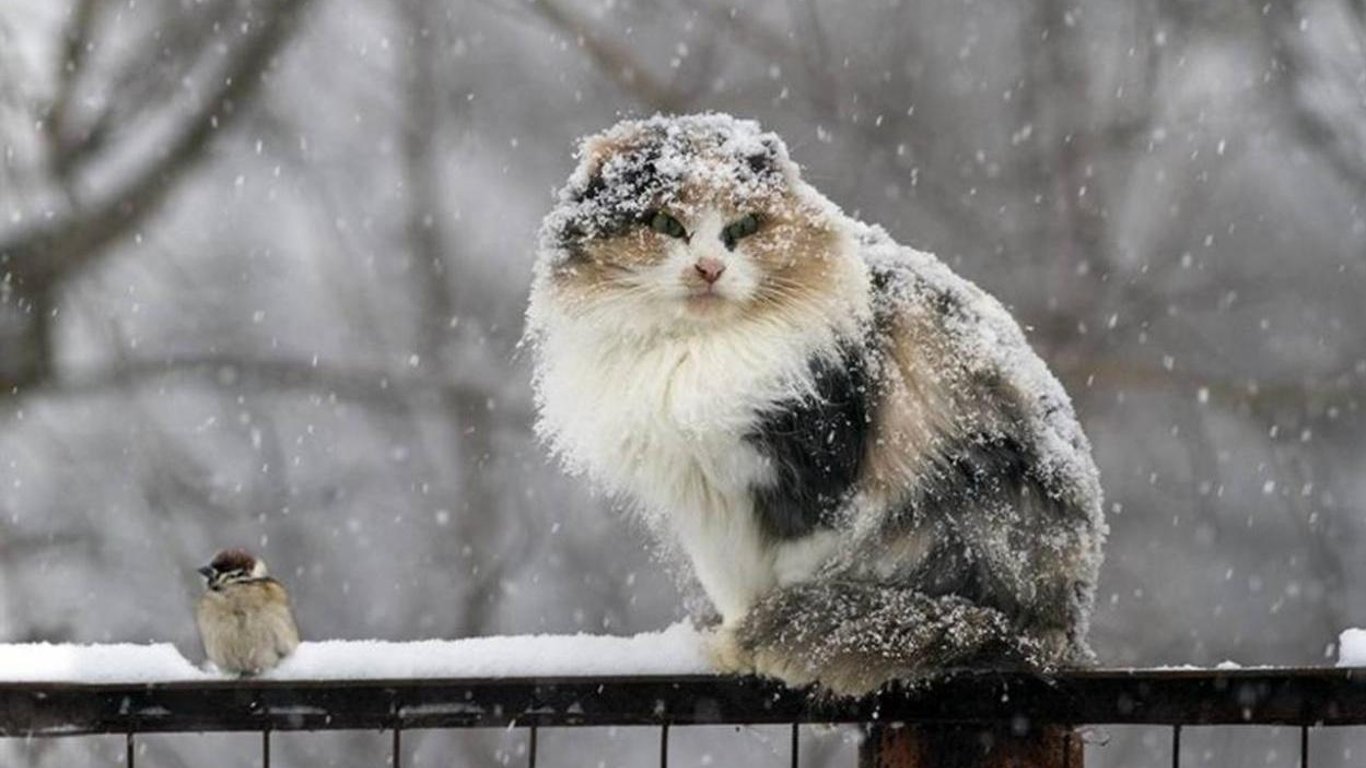 Сніг у Києві - коли випаде - чи буде мороз