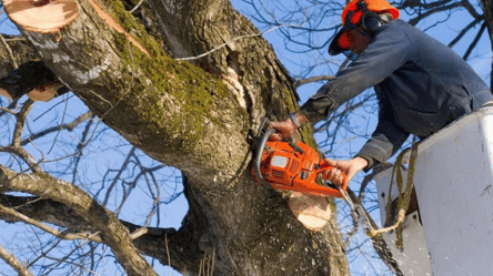 В Одеській області викрили чоловіків з повним причепом дерев у лісосмузі. Фото - 285x160