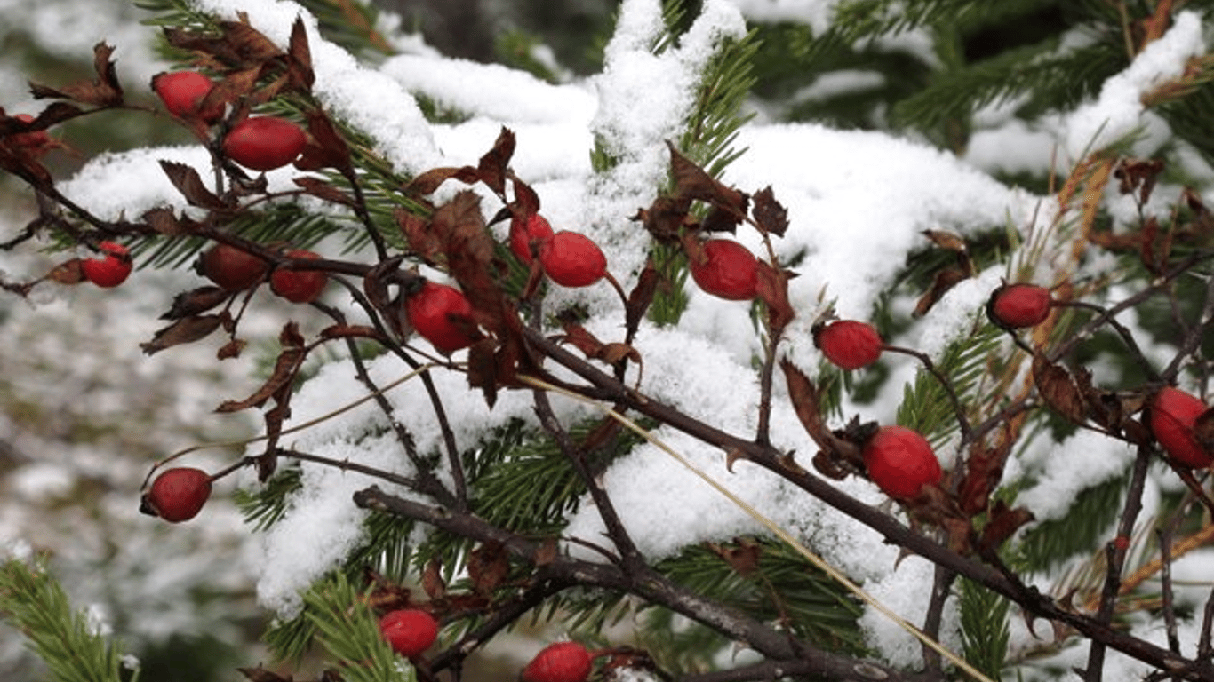Будет ли снег в декабре – прогноз синоптика