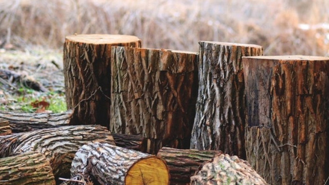 Незаконна вирубка дерев на Львівщині - фото, подробиці