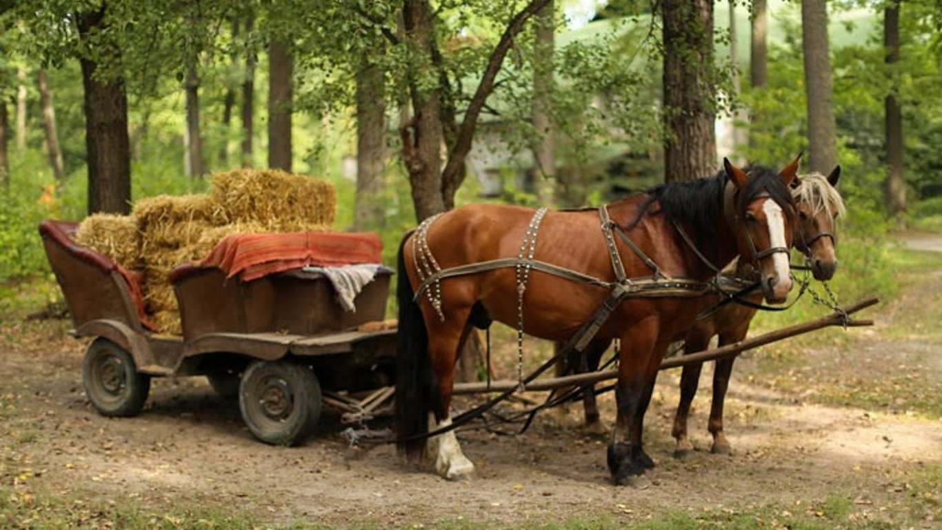 На Львівщині фірмана затоптали коні - подробиці