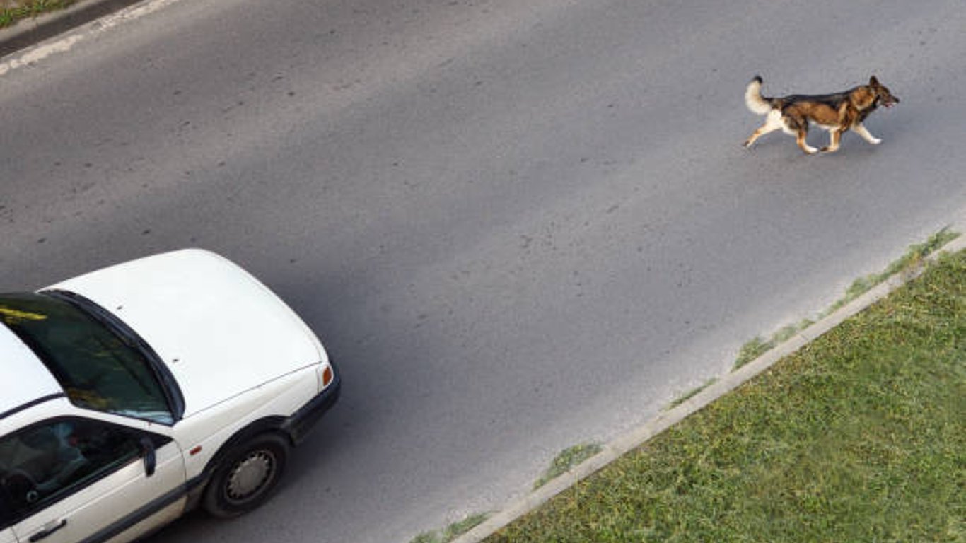 В Харькове среди дороги сбили собаку – хозяев просят откликнуться