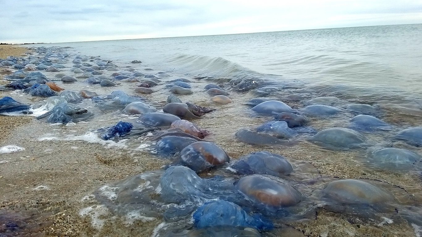 Мертвые медузы на пляже под Одессой — фото