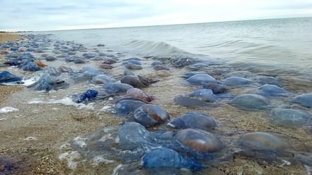 Под Одессой на пляж выбросило около миллиона медуз. Впечатляющее фото - 285x160